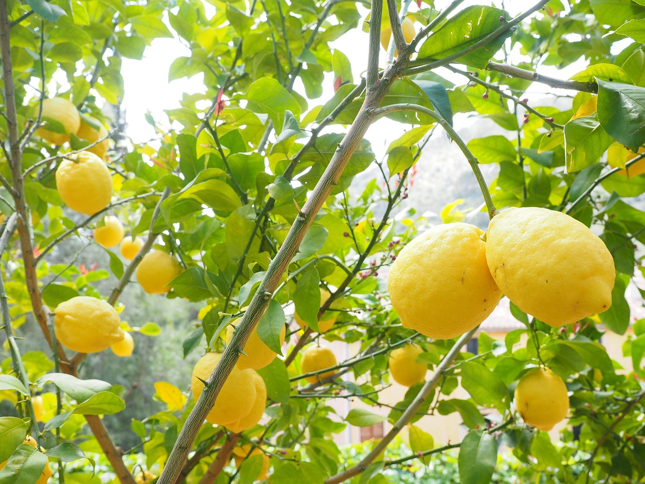 Concime per limoni in un sacchetto, circondato da limoni freschi e foglie verdi.