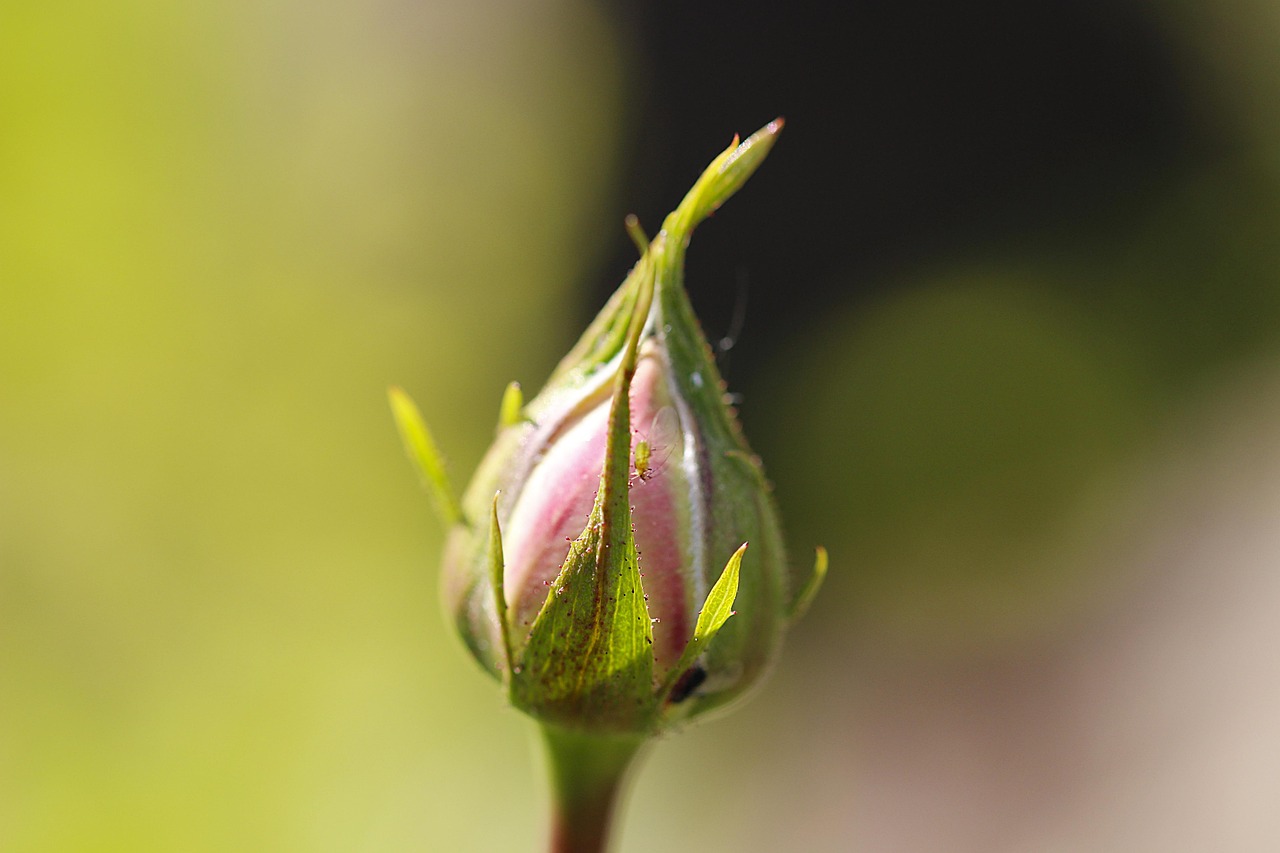 Afidi verdi su una rosa, con un rimedio casalingo pronto per l'applicazione.