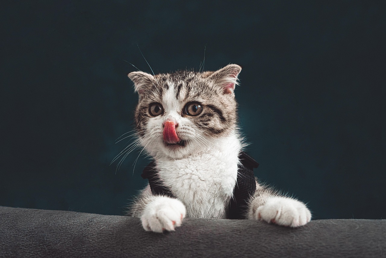 Gatto che guarda con curiosità una ciotola di latte, evidenziando il tema dell'articolo sui rischi del latte per i felini.