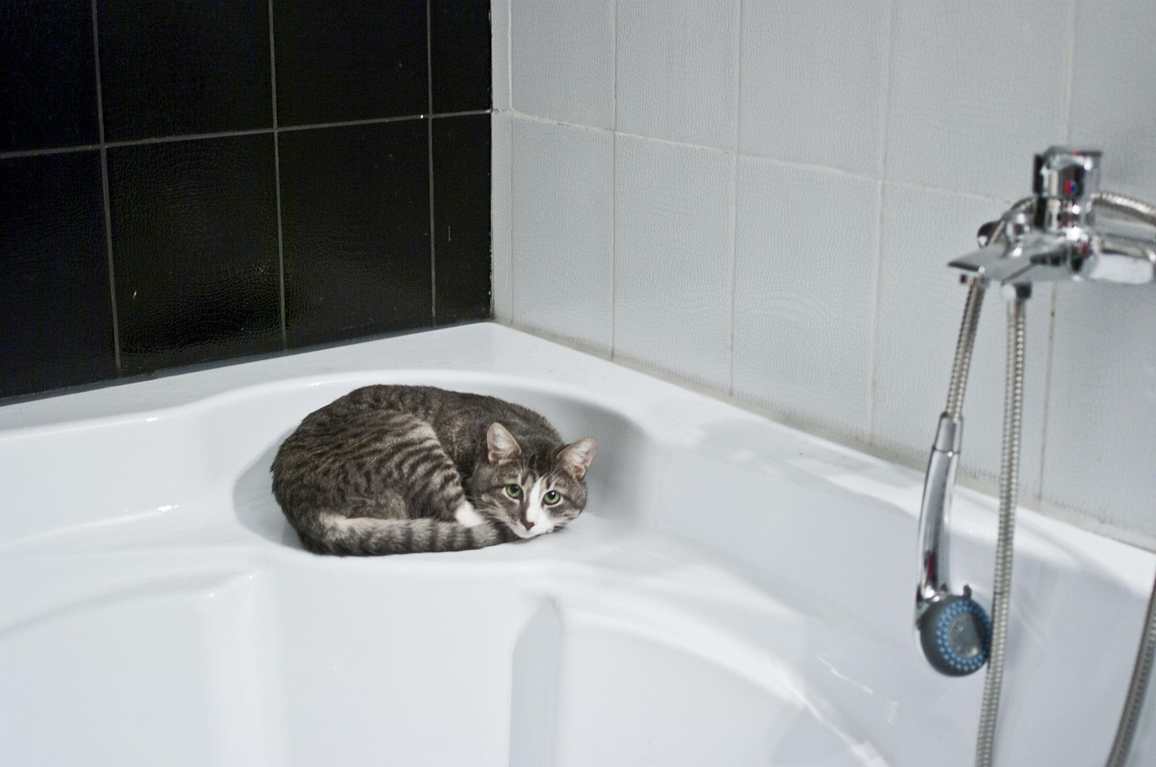 Gatto in un bagno, mentre viene lavato con attenzione da un proprietario.
