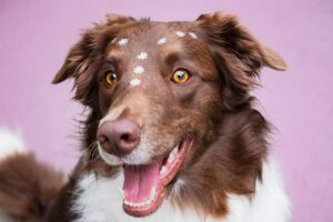 Cane con pelo a chiazze che evidenzia la perdita di pelo, simbolo di possibili problemi dermatologici.