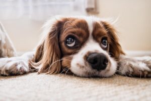 Cane con espressione ansiosa, segni di stress evidenti.