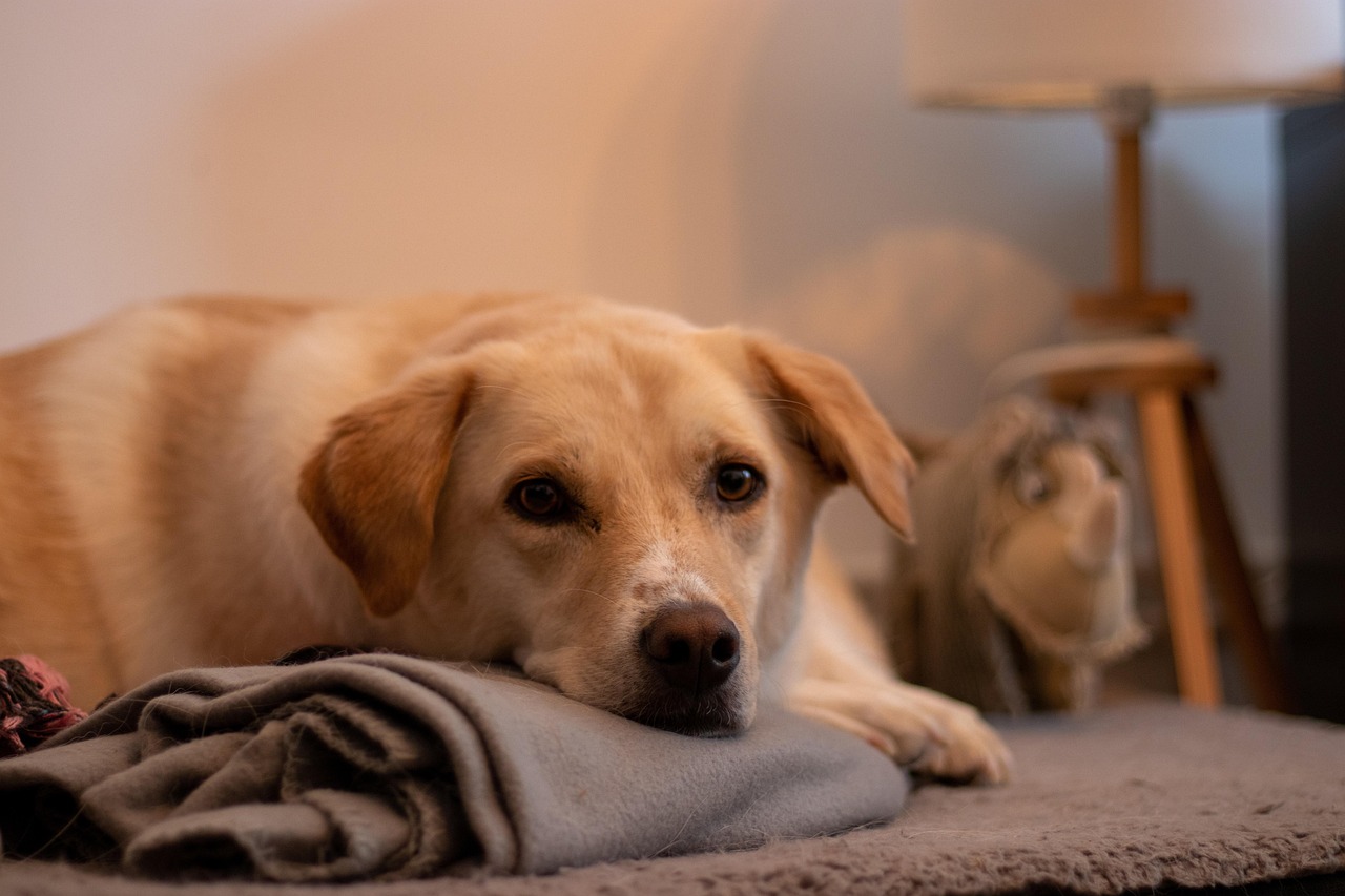 Cane sdraiato serenamente in casa, simbolo di un allenamento per stare solo senza stress.