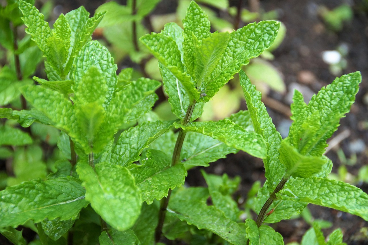 Pianta di menta in vaso, metodo efficace per controllare la crescita nel giardino.