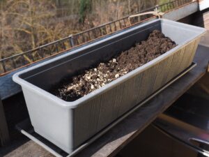 Immagine di aglio coltivato in vaso con terriccio e foglie verdi, esempio di coltivazione domestica.