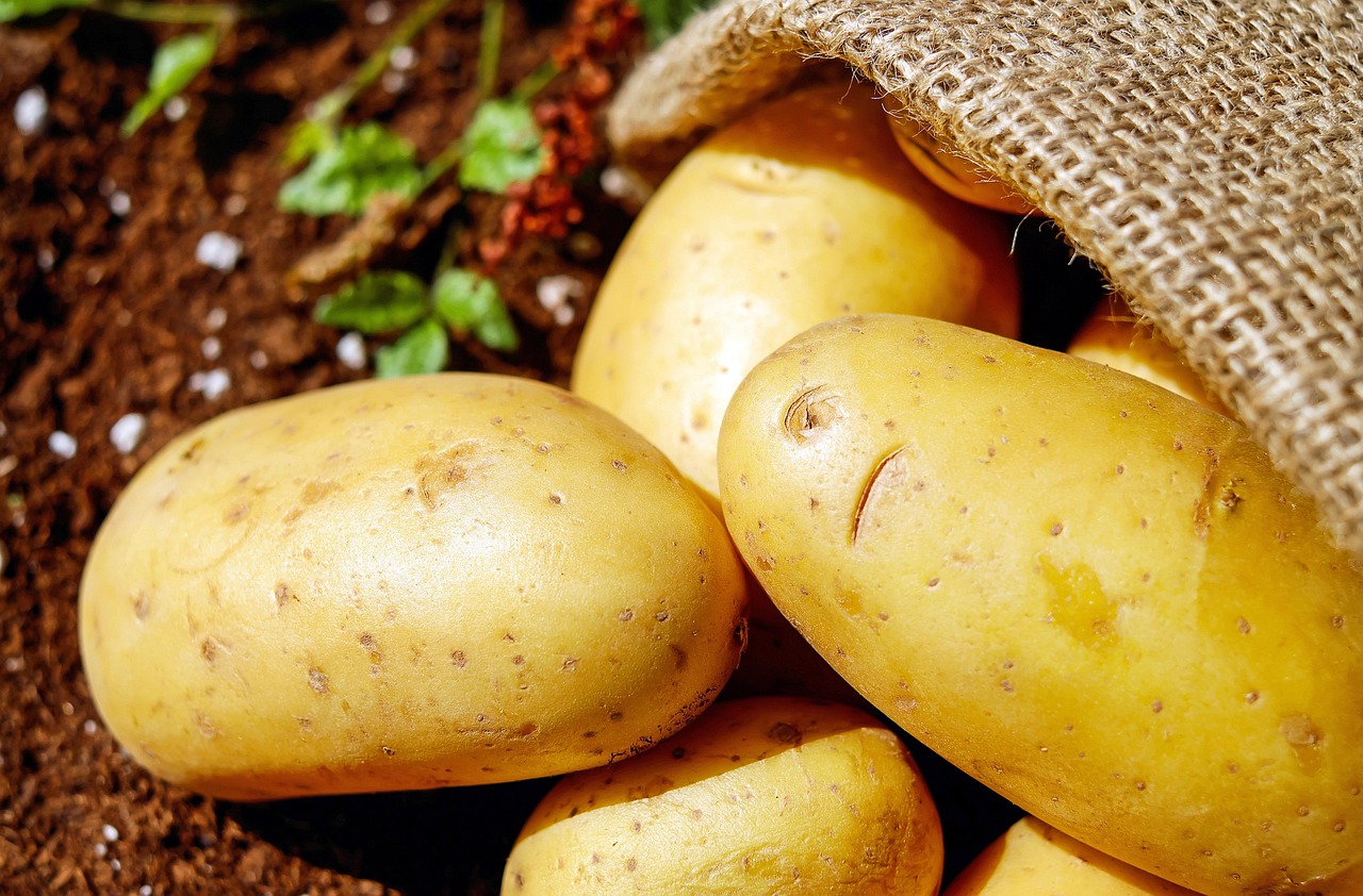 Patate coltivate in un sacco, metodo innovativo e pratico per giardinaggio urbano.