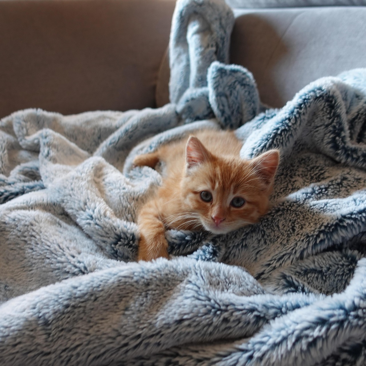 Gatto che impasta dolcemente sulle coperte, esprimendo affetto e comfort.