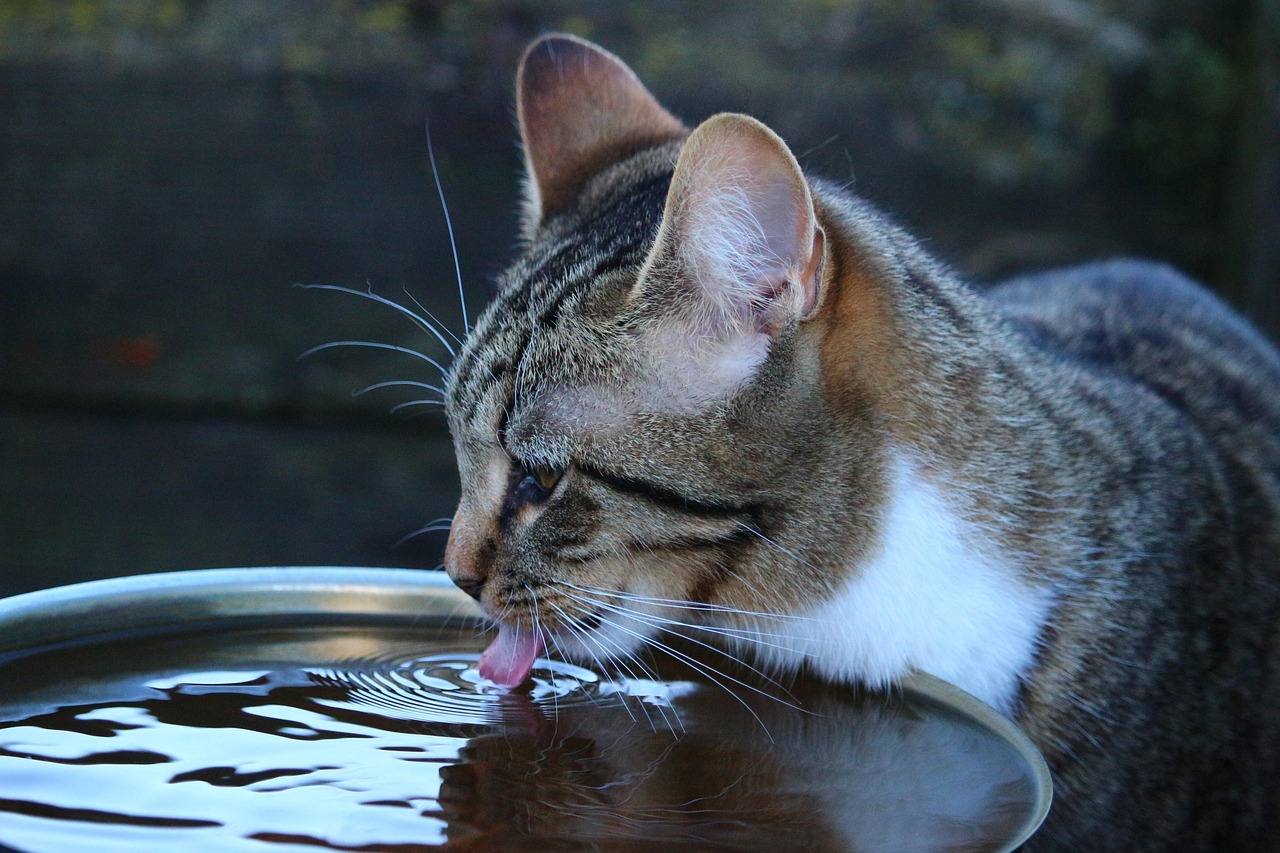 Fontanella per gatti con acqua fresca, ideale per mantenere idratati i felini.