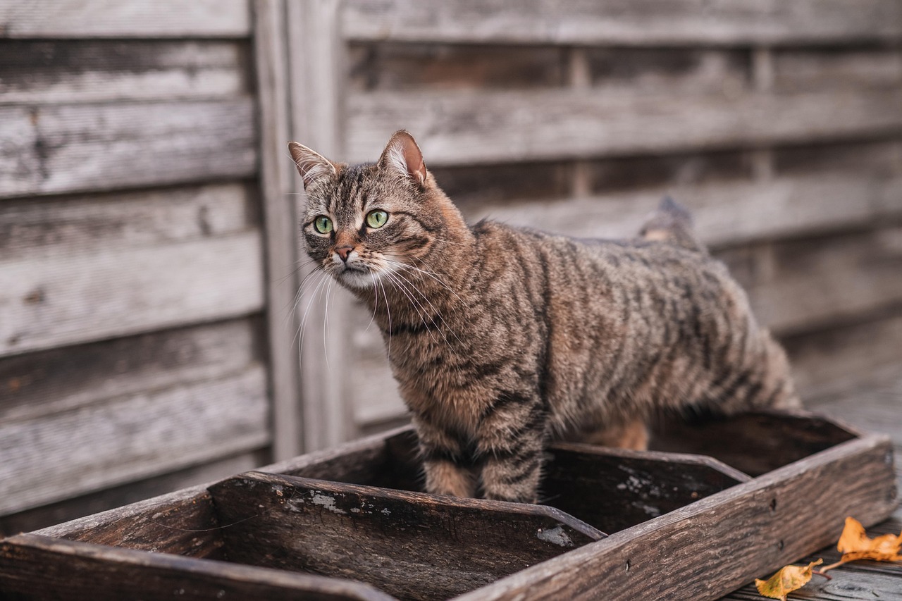Gatto seduto accanto a una lettiera pulita, con espressione confusa.