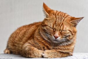 Gatto con gli occhi chiusi, simbolo di relax e possibile disagio, in cerca di attenzione e cura.