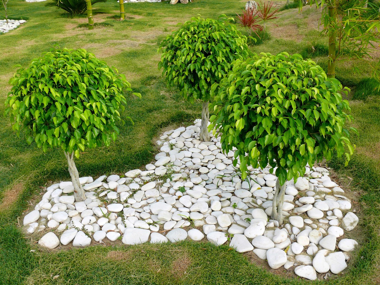 Giardino roccioso fai da te con piante selezionate e pietre decorative disposte armoniosamente.