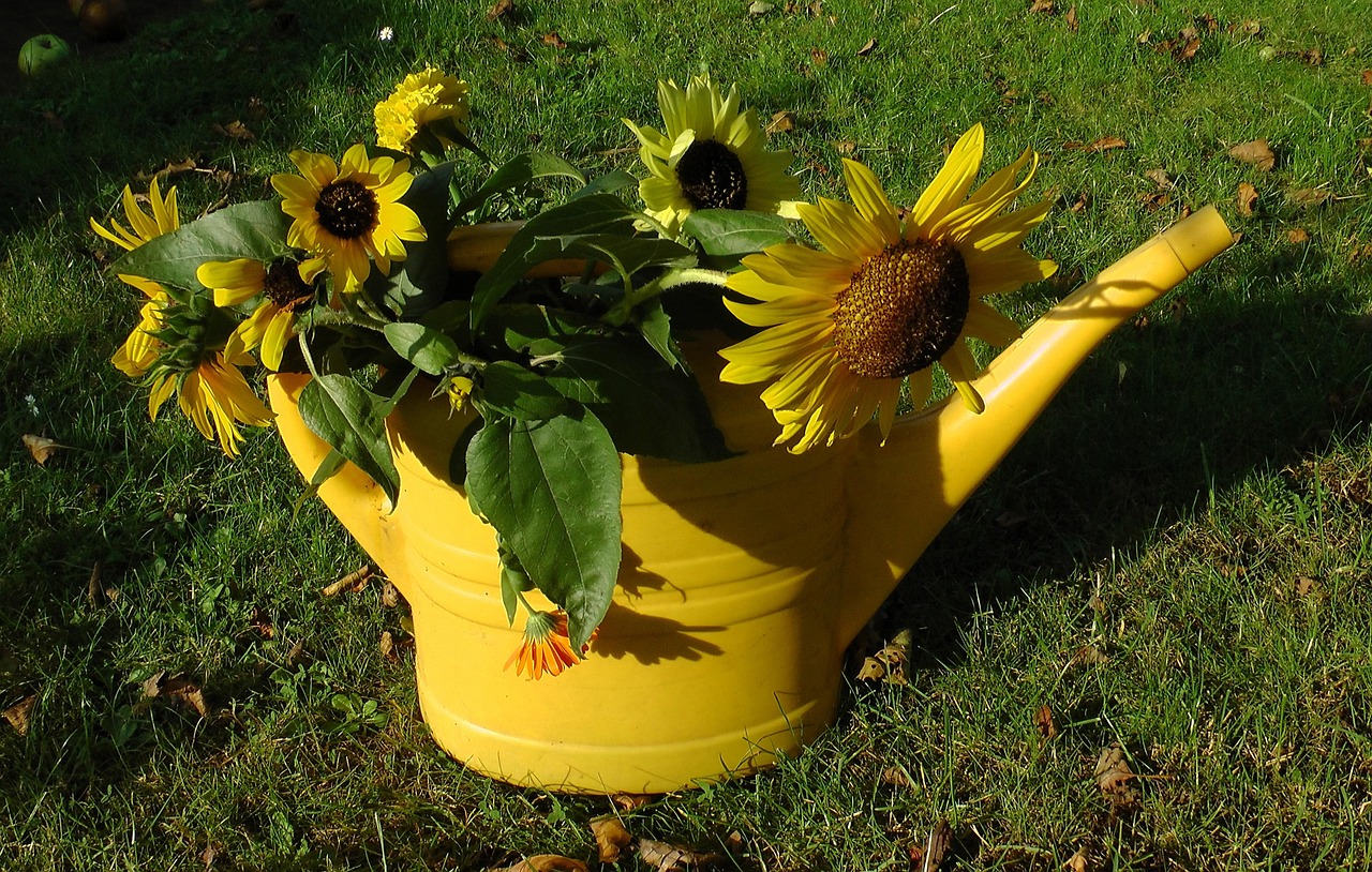 Girasoli in vaso verdi e rigogliosi, pronti a crescere alti e luminosi.