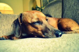 Cane sdraiato con espressione triste, segni di disagio e dolore non evidente.