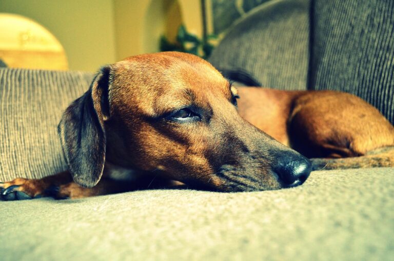 I 5 segnali che il tuo cane ha dolore e non te lo sta dicendo