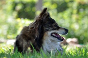 Cane anziano di razza, simbolo di longevità e salute, in un ambiente sereno.