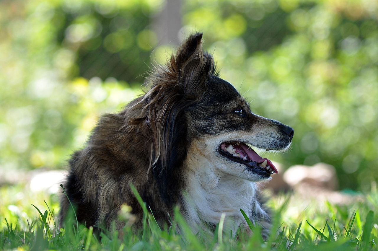 Cane anziano di razza, simbolo di longevità e salute, in un ambiente sereno.