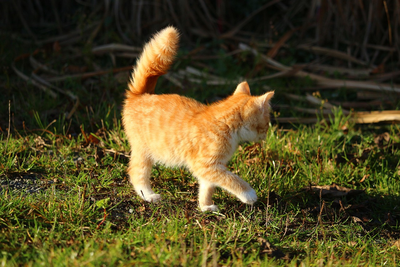 Coda di gatto in diverse posizioni, illustrando il linguaggio felino e le emozioni associate.