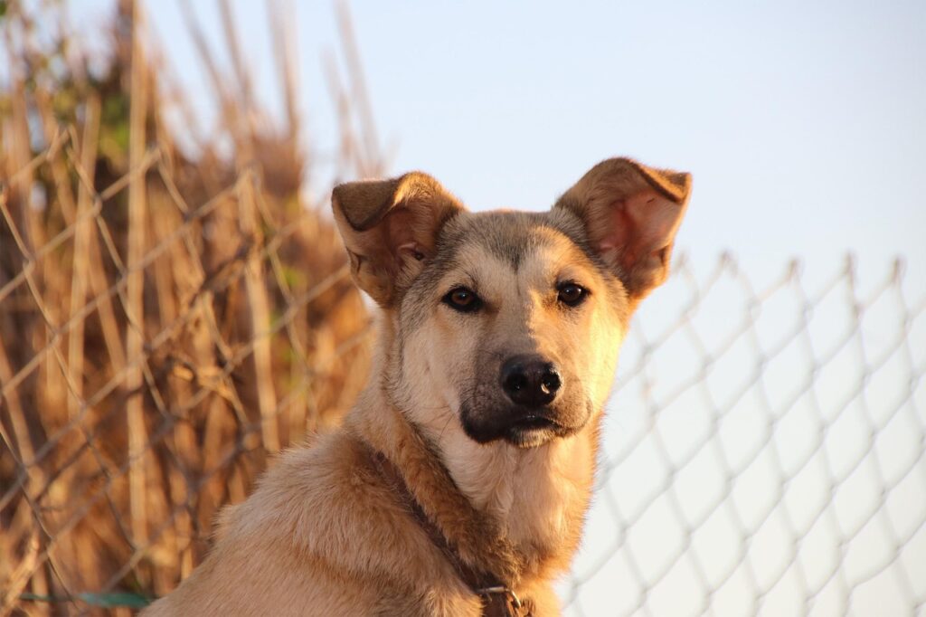 Il linguaggio delle orecchie del cane: ecco come capire cosa sta pensando