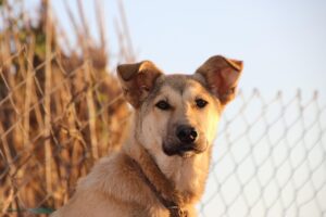 Orecchie di un cane in diverse posizioni che illustrano il linguaggio del corpo e le emozioni.