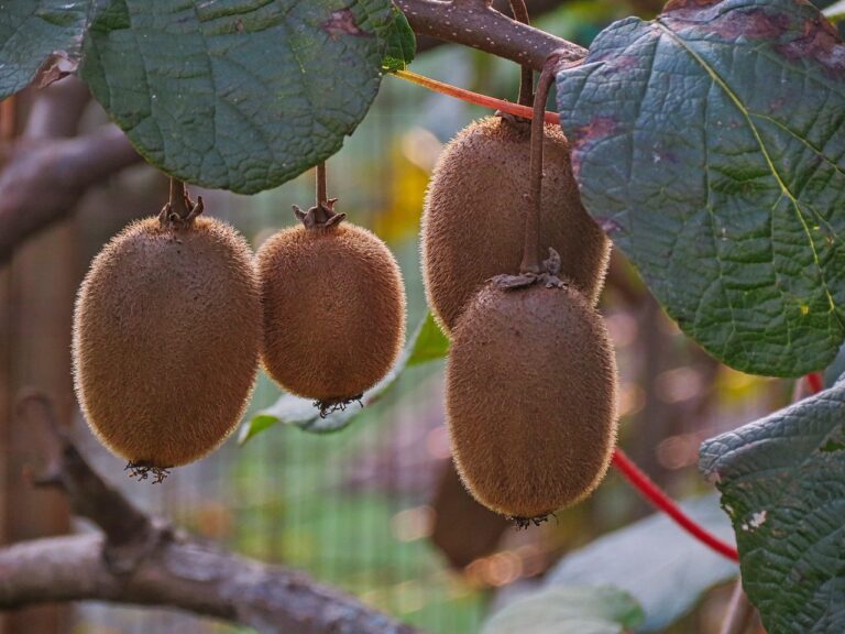 Il trucco per far produrre i kiwi in giardino: ecco il segreto della potatura