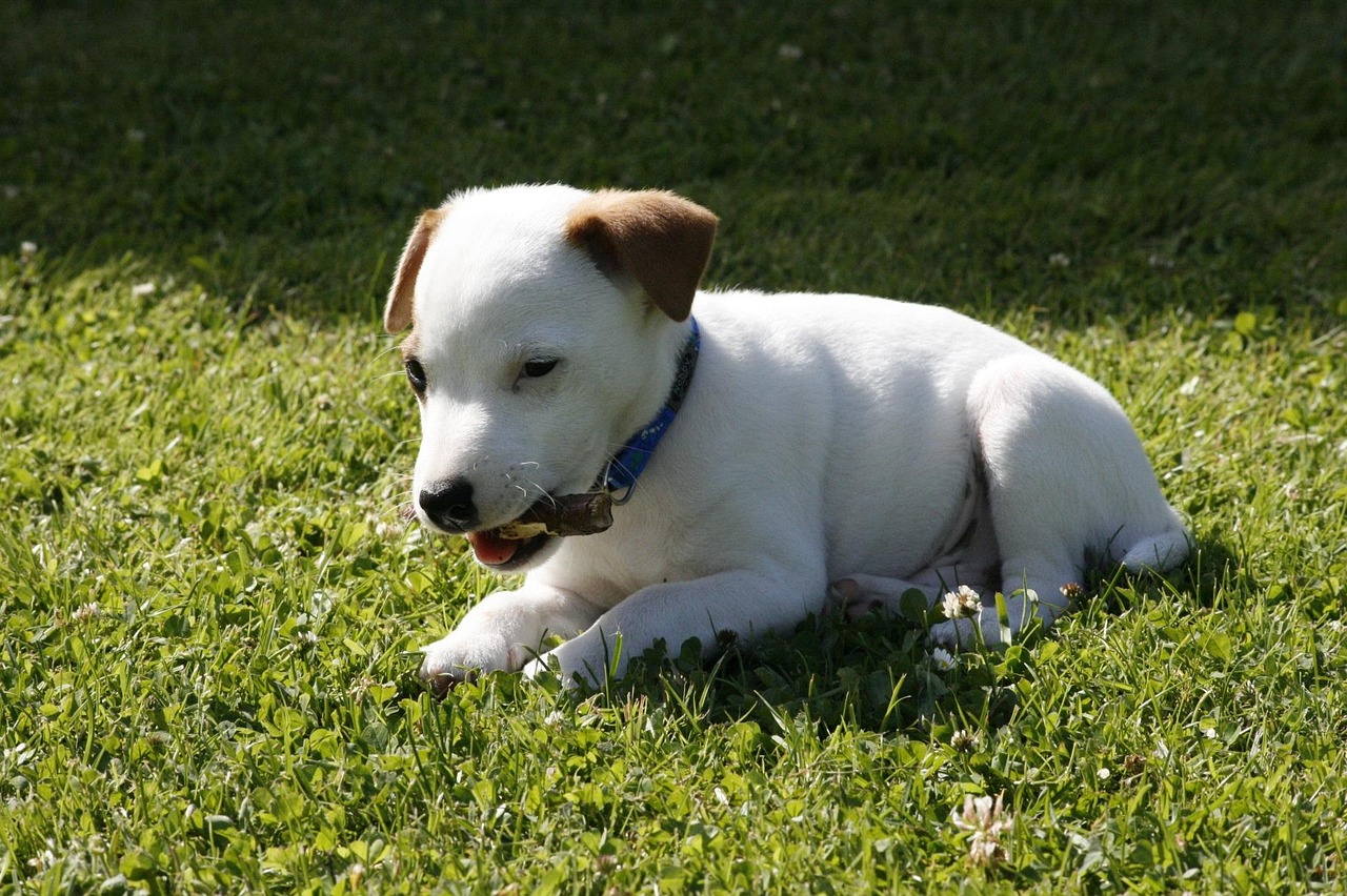 Cane che esplora il terreno, mentre il proprietario lo osserva con attenzione per insegnargli a non mangiare.