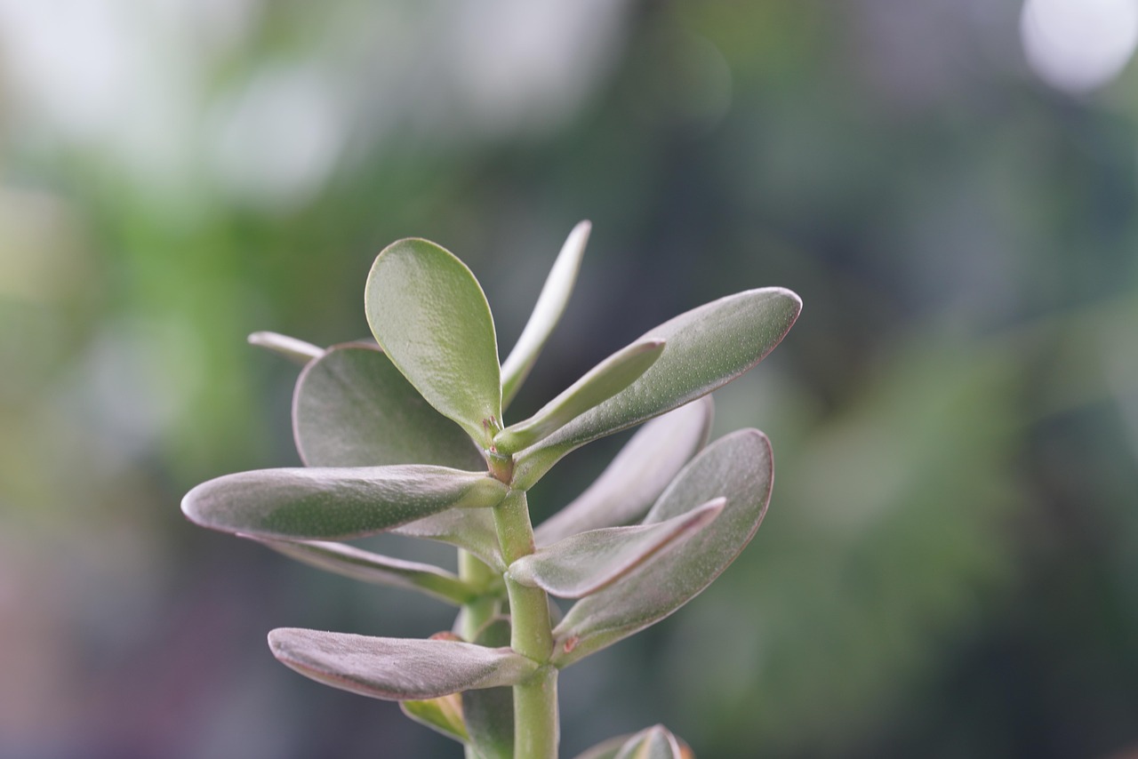 Pianta d'appartamento verde, simbolo di fortuna secondo il Feng Shui, su sfondo domestico luminoso.
