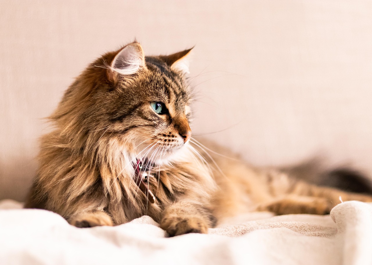 Gatti di diverse razze in un ambiente domestico, simbolo di longevità e compagnia.