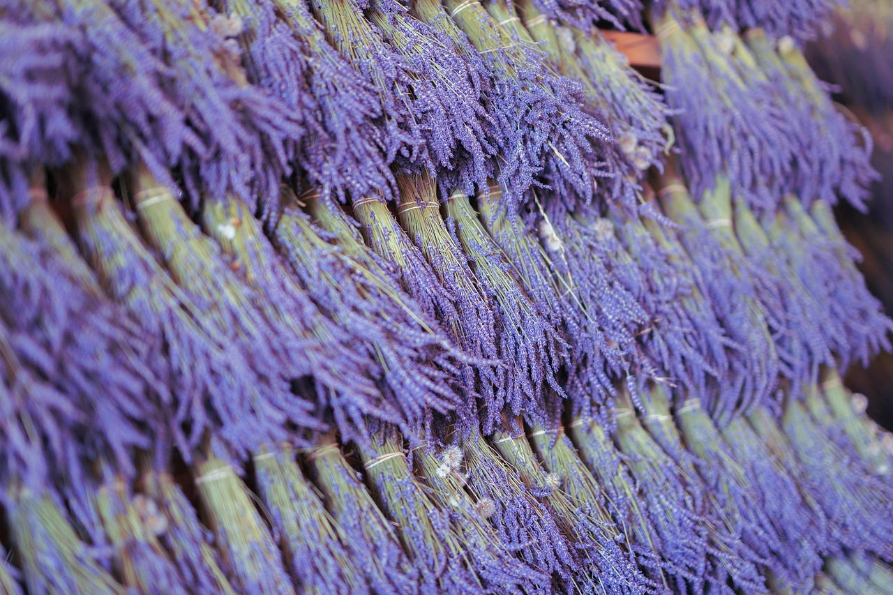 Lavanda secca in giardino, evidenziando errori nella cura delle piante.