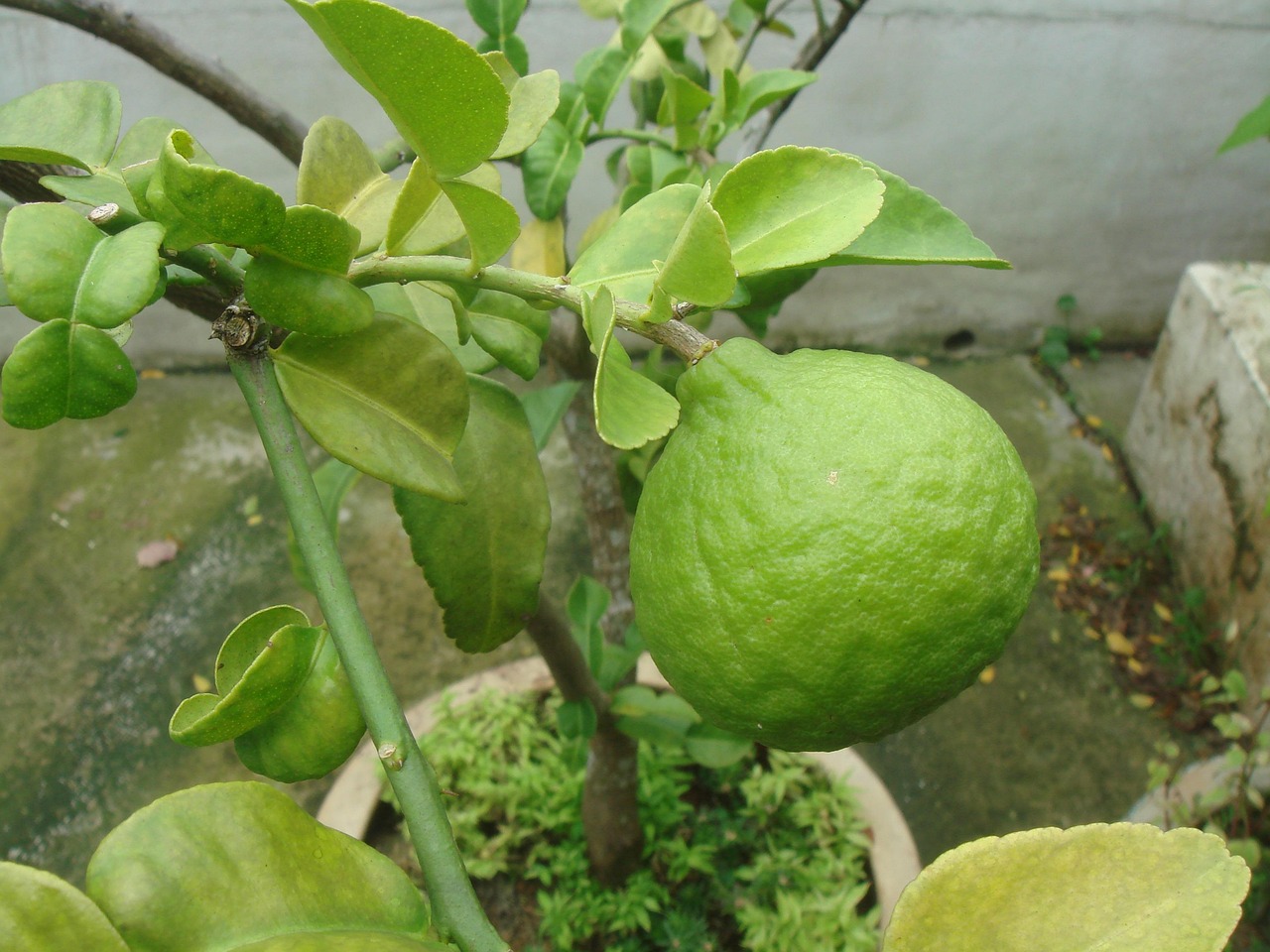 Limone in vaso con foglie verdi, innaffiato correttamente per favorire la fruttificazione.