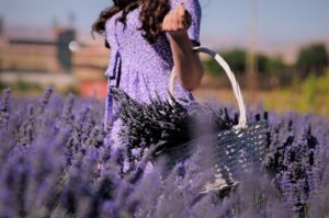Mai innaffiare la lavanda così: il segreto per mantenerla rigogliosa