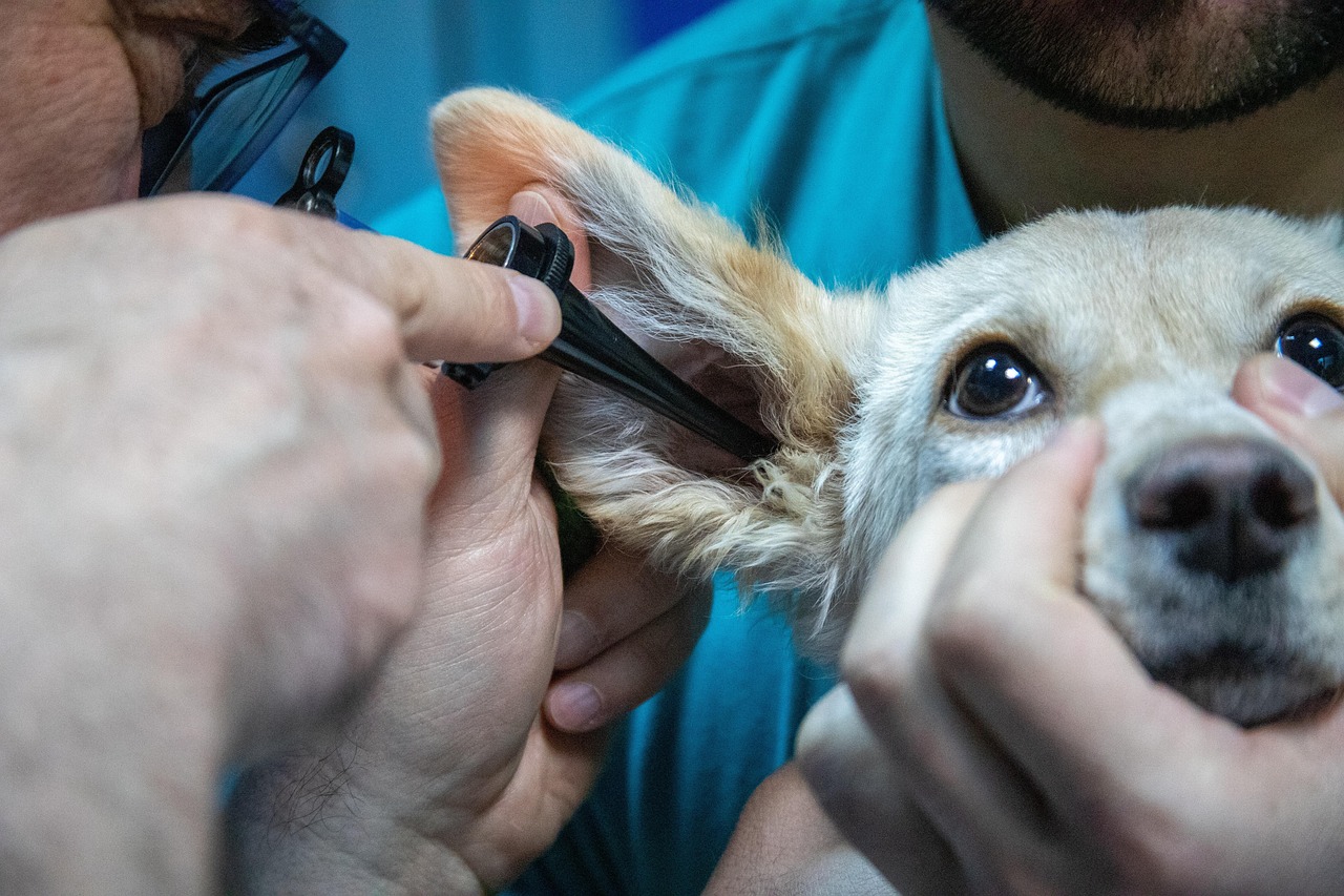 Cane con orecchie infiammate, rappresenta i sintomi di otite e rimedi naturali.