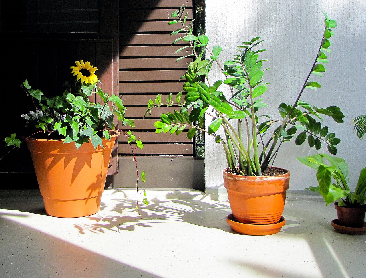 Piante d'appartamento resistenti, verde rigoglioso in un ambiente interno luminoso.