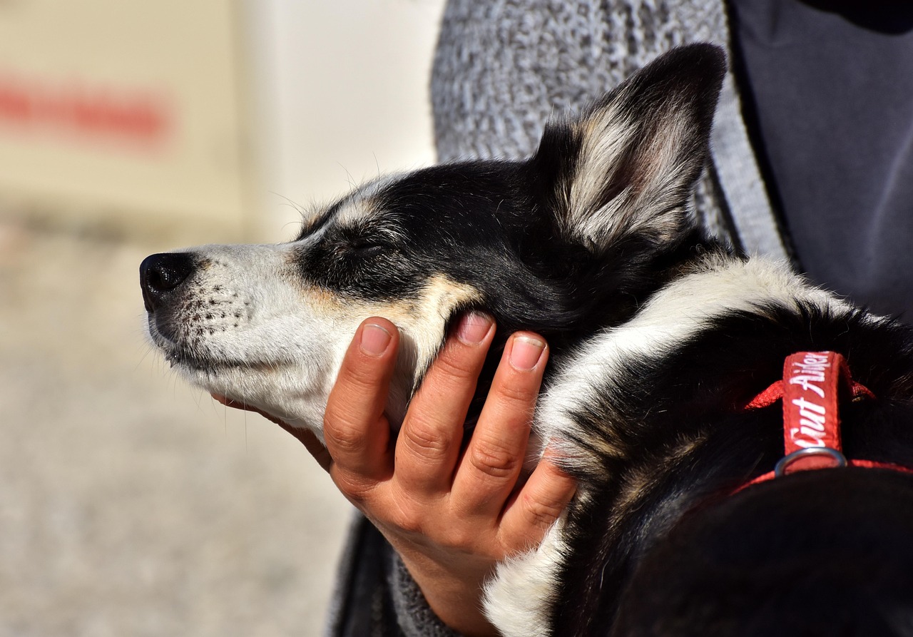 Cane con il muso appoggiato sulle ginocchia di una persona, espressione affettuosa e di connessione.
