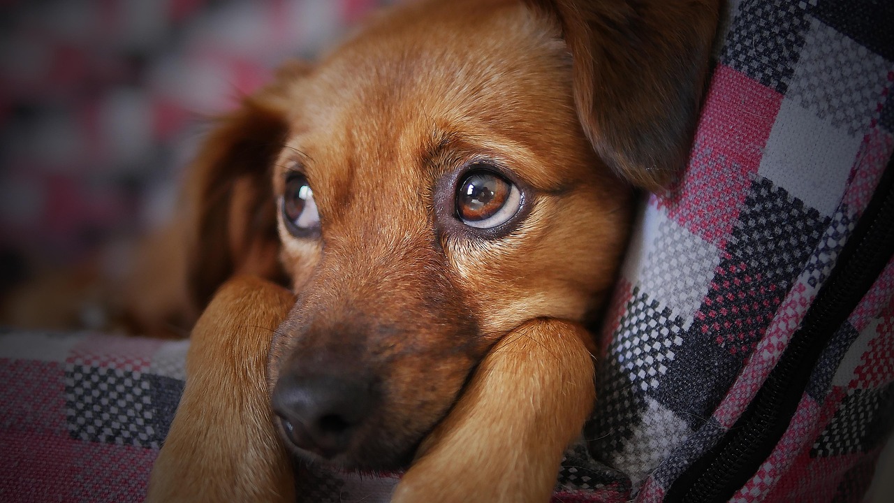 Cane che sospira profondamente, esprimendo emozioni e stati d'animo.