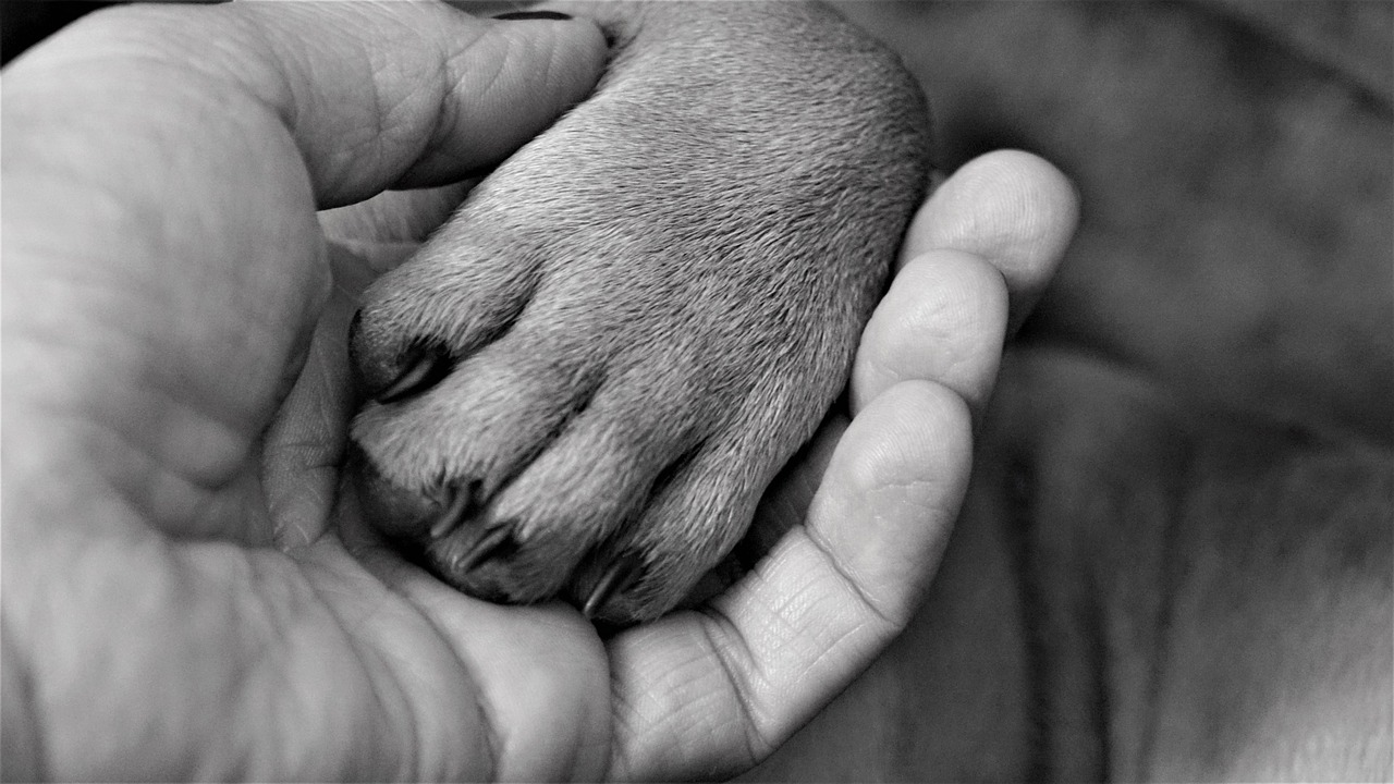 Cane che posa la zampa su un proprietario, simboleggiando affetto e connessione.
