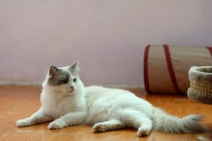 Gatto che dorme ai piedi di una persona, simbolo di affetto e fiducia nel legame umano-animale.