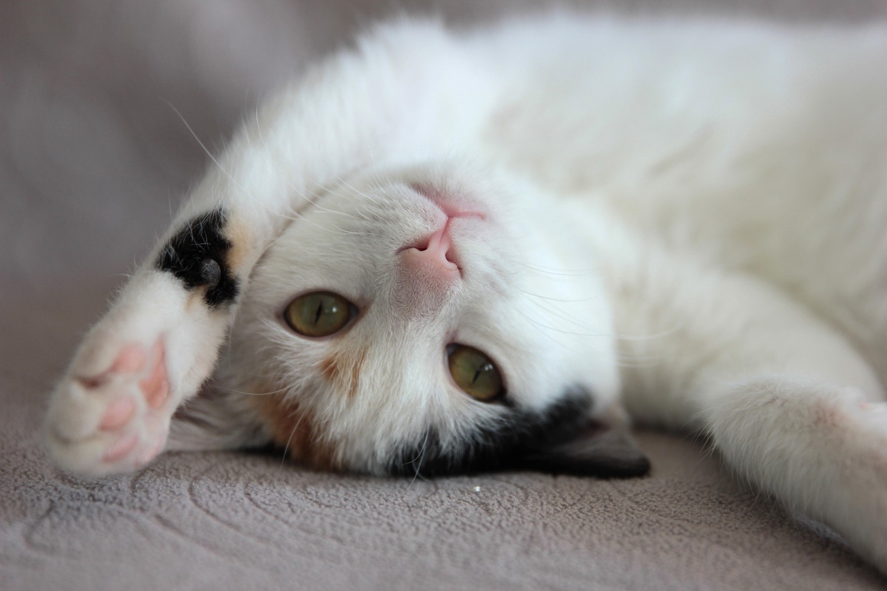 Gatto sdraiato che mostra la pancia, simbolo di fiducia e vulnerabilità.