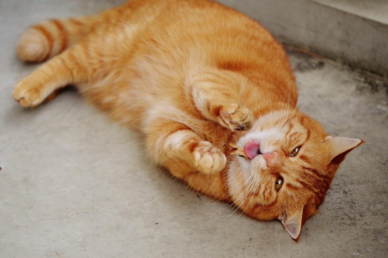 Gatto che porta un animale morto, simbolo di un comportamento istintivo e affetto verso il padrone.