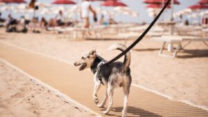 Spiaggia dog-friendly in Italia con cani felici che giocano sulla sabbia.