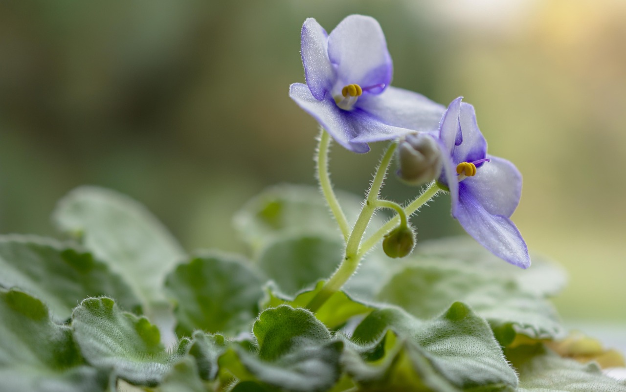 Violette in fiore con petali viola vivaci e foglie verdi, simbolo di abbondanza e bellezza.