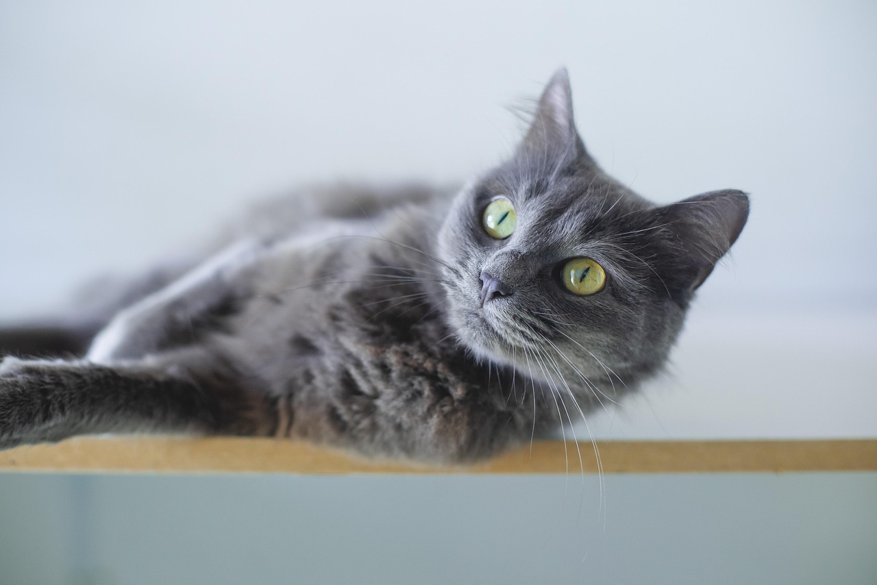Gatto durante una visita veterinaria, con il veterinario che lo esamina attentamente.