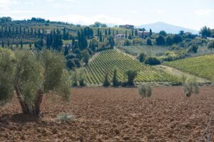 Wine tour Montalcino: le cantine da visitare in primavera