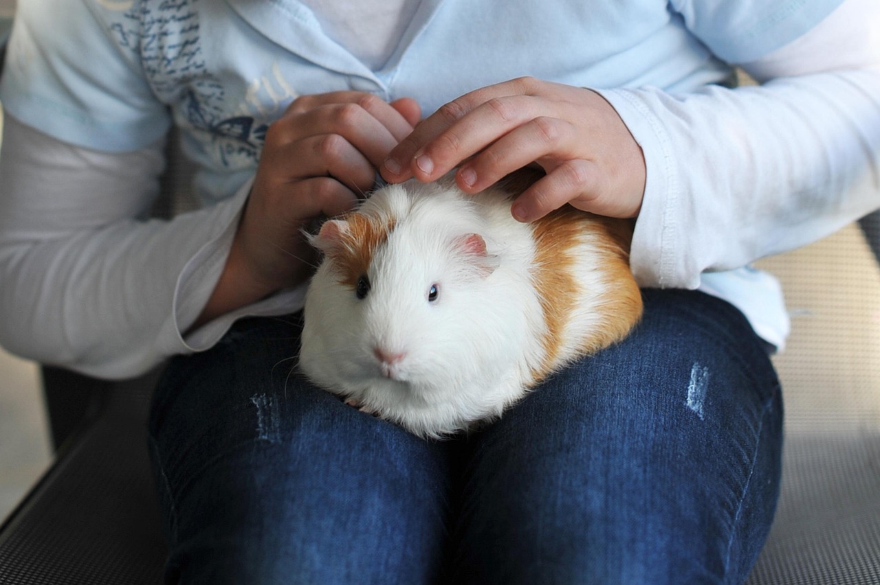 Cane e gatto giocano insieme, rappresentando animali domestici economici da mantenere.